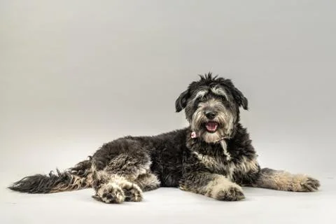 Cuddly dog Stock-Fotos