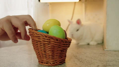 Cuddly rabbit beside vibrant eggs on sunny kitchen counter Vídeos de archivo 330487415