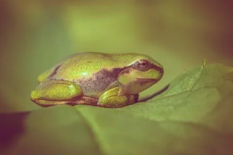 Cuddly tree frog sitting on a leaf - side view Фото