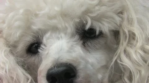 Cuddly White Poodle Stock Footage 11408062