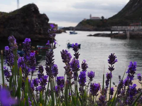 Cudillero Stock Photos