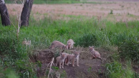 Cuds looking at the camera Stock Footage 85317688