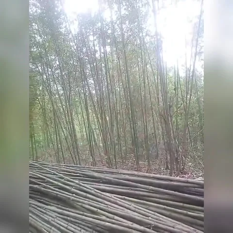 Cuing bamboo tree Vídeo Stock 212364909