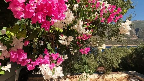 Cukurbag, Kas, Turkey - August 29, 2026 Bougainvillea flowers in wind Stock Footage 344879253