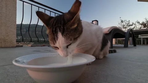 Cukurbag, Kas, Turkey - August 29, 2026 Cat drinking from bowl Stock Footage 345138546