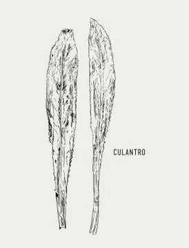 Culantro illustration vector Stock Illustration