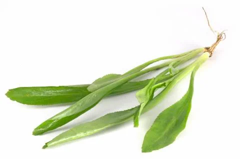 Culantro Stock Photos