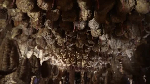 Culatello of Parma in the cellar Vídeos de archivo 252508925