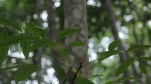 Culicidae Stock Footage 300654353