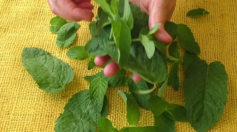 Culinary aromatic herbs. Closeup fresh peppermint leaves 库存影片 65251685