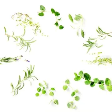 Culinary aromatic herbs, overhead square shot on a white background, forming a Stock Photos