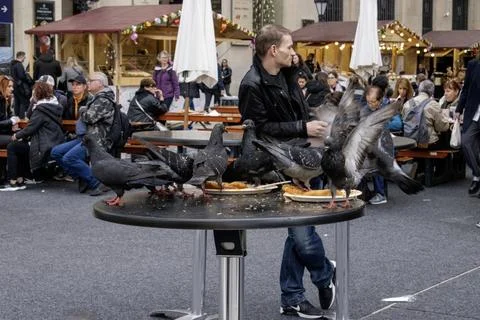Culinary delights unleashed pigeons devour left-overs on a table Stock Photos