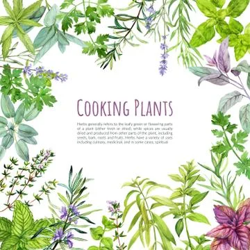 Culinary herbs and plants, frame, hand drawn watercolor Stock Illustration