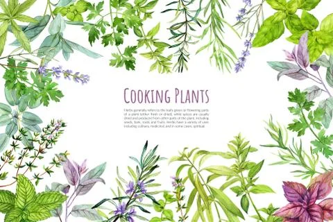 Culinary herbs and plants, frame, hand drawn watercolor Stock Illustration