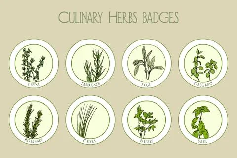 Culinary herbs badges Stock Illustration