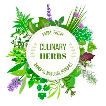 	Culinary herbs big set with round emblem.  Stock Illustration