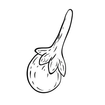 Culinary herbs doodle Stock Illustration