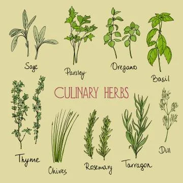 Culinary herbs illustration Illustrazione stock