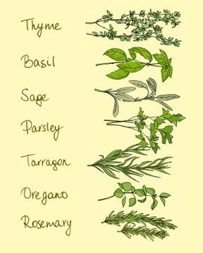 Culinary herbs illustration Stock Illustration