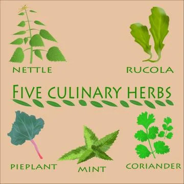 Culinary herbs set Stock Illustration