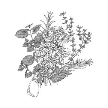 Culinary kitchen herbs and plants bunch monochrome vector illustration isolated. Stock Illustration