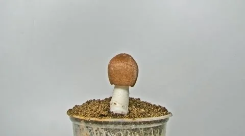 The culinary medicinal Royal Sun Agaricus mushroom timelapse 스톡 동영상 910249
