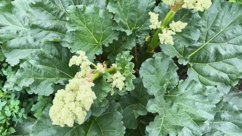 Culinary rhubarb bush with inflorescences on stems tops, top view Stock Footage 336974257