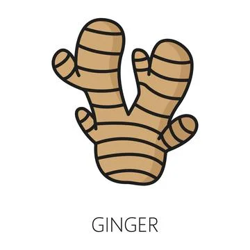Culinary root ginger, food condiment outline icon Illustration