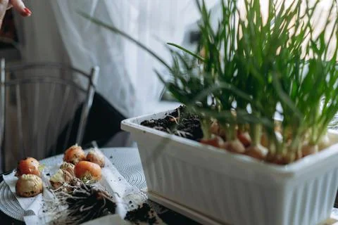 Culivation of spring onion in white plastic pot. Home gardening concept Fotos de archivo