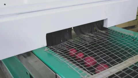 Culling of red apples Stock Footage 197022108