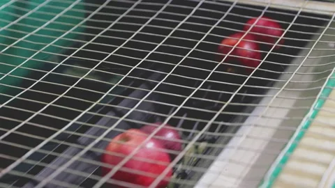 Culling of red apples Stock Footage 197409634