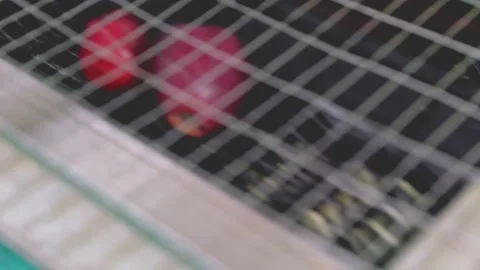 Culling of red apples Stock Footage 197592349
