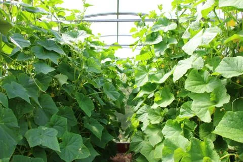 Cultivar cucumbers growing in the modern rectangular polycarbonate greenhouse Stock Photos