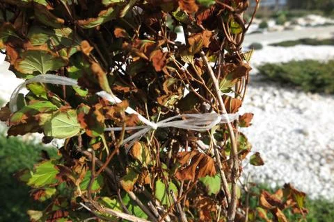 Cultivar shrub bound up with a string to prevent its damage by the snow Foto stock