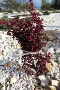 Cultivar shrub bound up with a string to prevent its damage by the snow Stock-Fotos