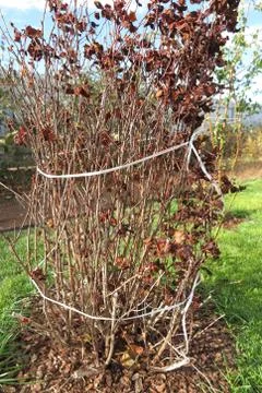 Cultivar shrub bound up with a string to prevent its damage by the snow Stock-Fotos