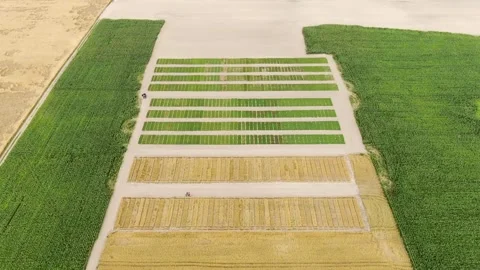 Cultivars testing, drone video, top view. Stock Footage 133119334
