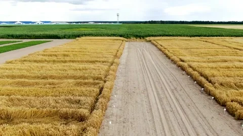 Cultivars testing, drone video, top view. Stock Footage 133514210