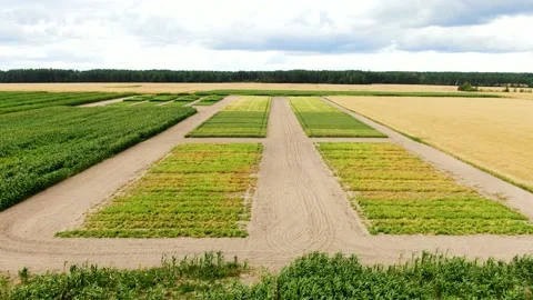 Cultivars testing, drone video, top view. cereal plots, agriculture Stock Footage 133514211