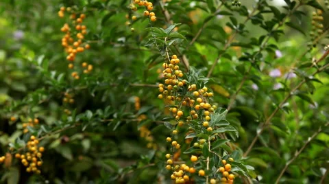 Cultivate Tropical Plant, Yellow Fruit, Close-Up, Farming Stock Footage