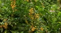 Cultivate Tropical Plant, Yellow Fruit, Close-Up, Farming HD Footage