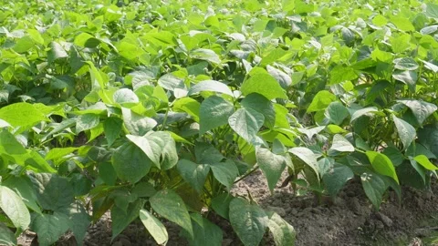 Cultivated bean plants Video stock 332584366