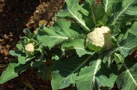 Cultivated cabbage Stock Photos