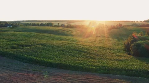 Cultivated corn field at sunset with sunbeams shining through Stock Footage 302181788