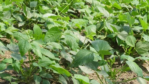 Cultivated Field 库存影片 335210834