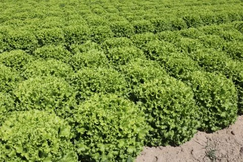 Cultivated field of green fresh lettuce on the sandy soil Stock Photos