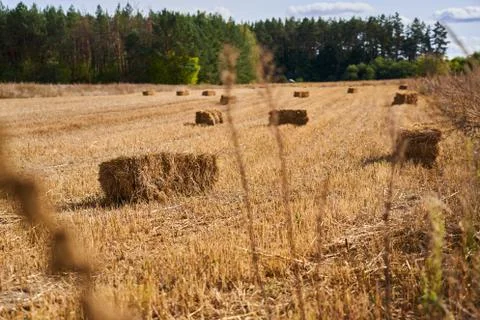 Cultivated field Stock Photos