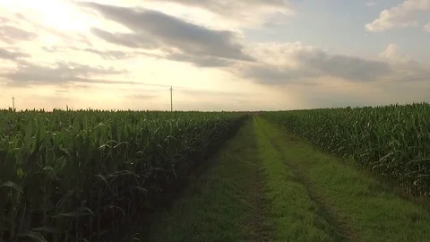 Cultivated field on a plain, field corn at sunset About agriculture, email Stock Footage 70986681