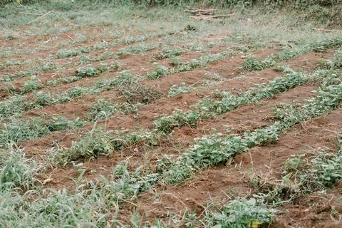 Cultivated Field Rows Stock-Fotos