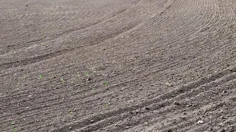 Cultivated field soil for sowing. The texture of the ground Stock Photos